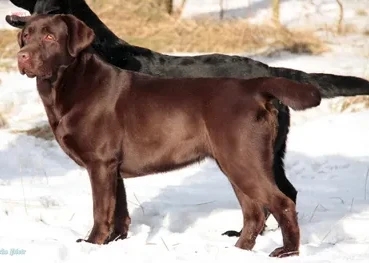 CH BIR Miconti Tiramisu Skarb Serca | Chocolate Labrador Retriver