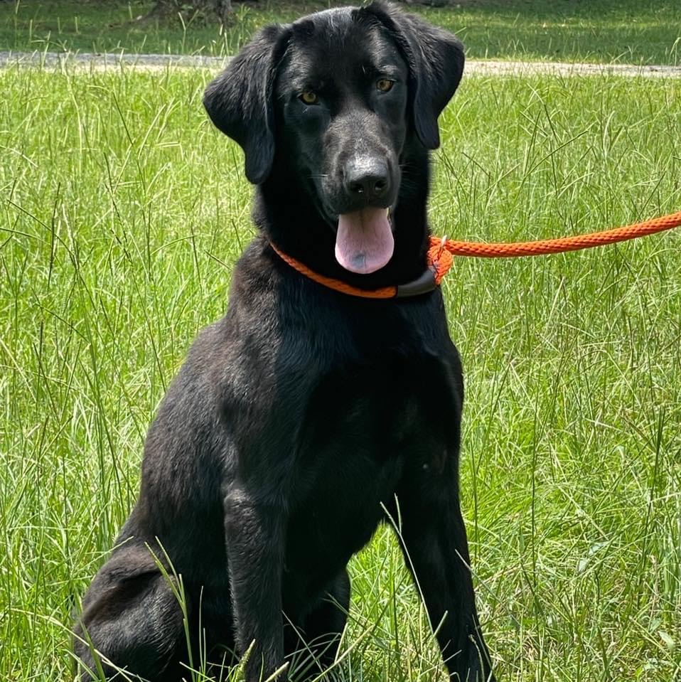 The Energy Of Onyx | Black Labrador Retriver