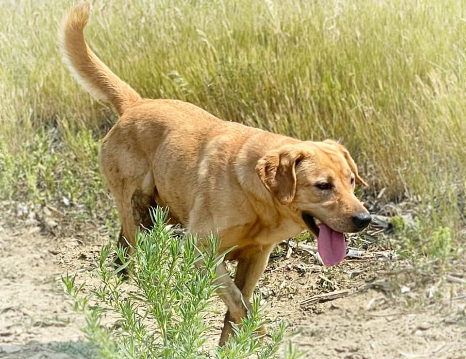 Patriots Yellow Rose Of Trinity CGC VHMA | Yellow Labrador Retriver