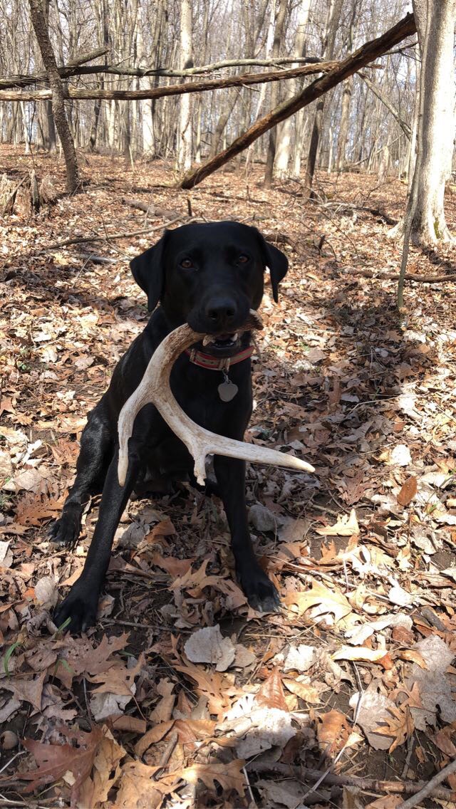 EUJCH Trix’s Trackin Rudder CGCA CGCU | Black Labrador Retriver