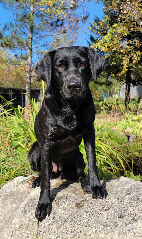 Patriots Easters Amazing Grace CGCA CGCU TKN VHMA VSWB | Black Labrador Retriver