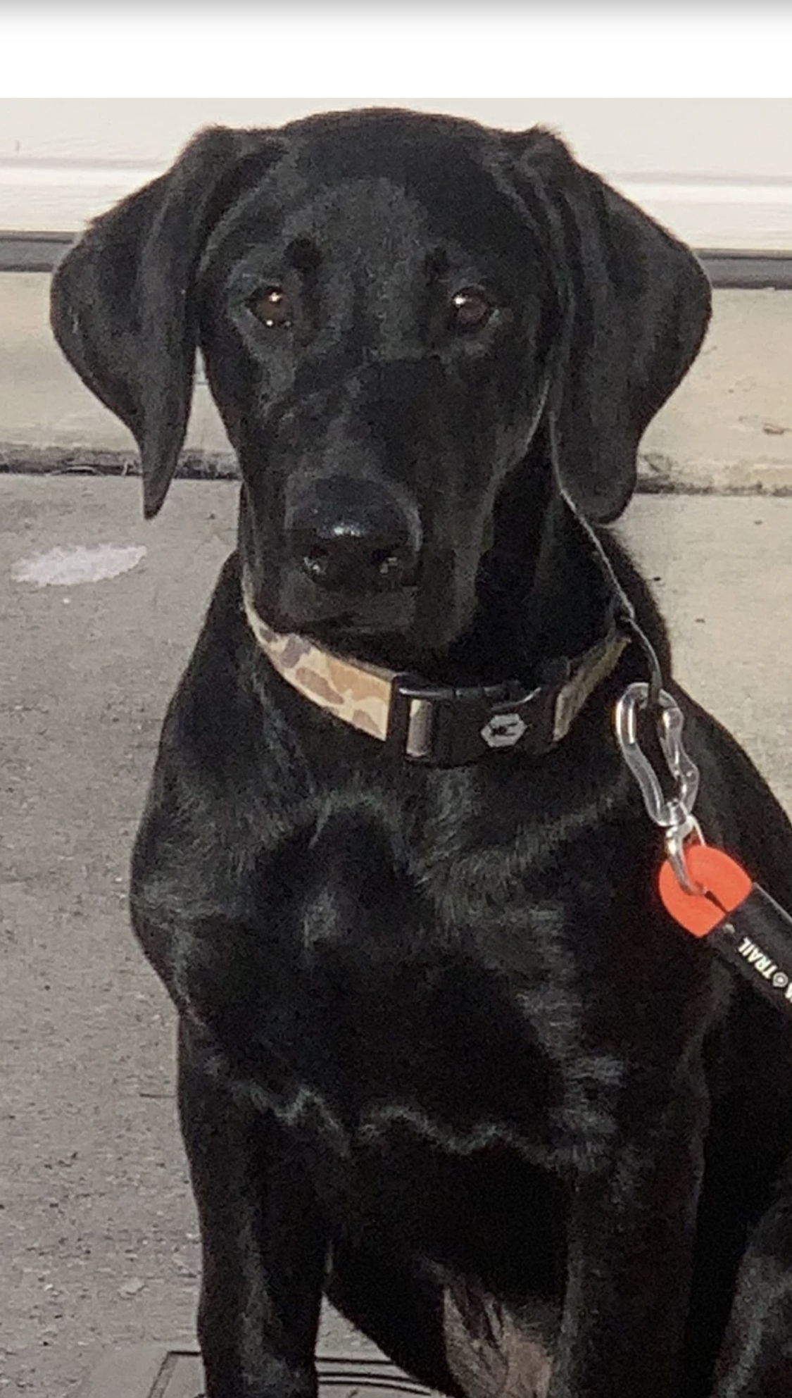 Top Ranch Hand Man | Black Labrador Retriver