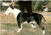 Minibrook Yakuza Boy | Miniature Bull Terrier 