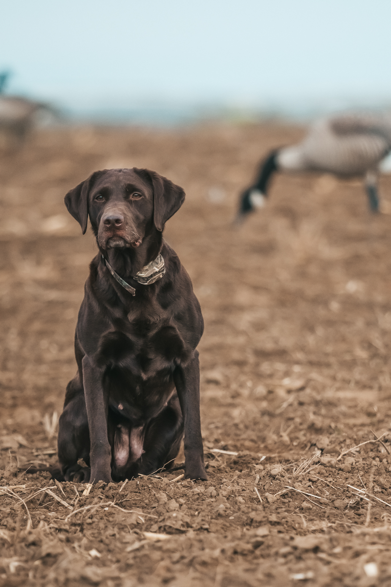 HRCH Kingsland's Super Benelli MH | Chocolate Labrador Retriver