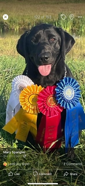 Hyflyer’s’ Turn Me Loose QAA2 | Black Labrador Retriver