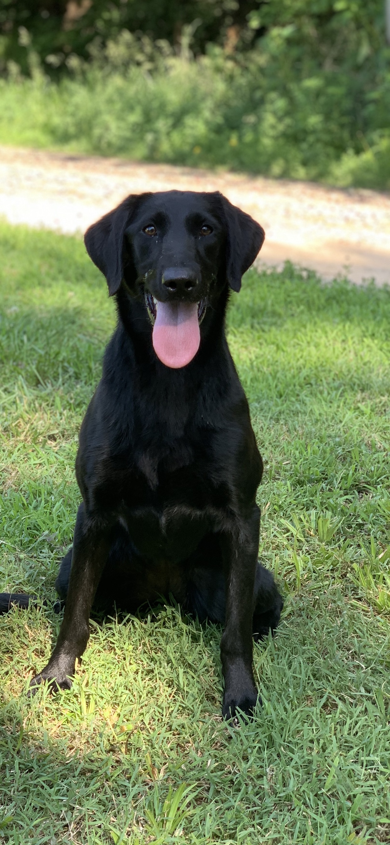 Complete’s Queen Of Teal SH | Black Labrador Retriver