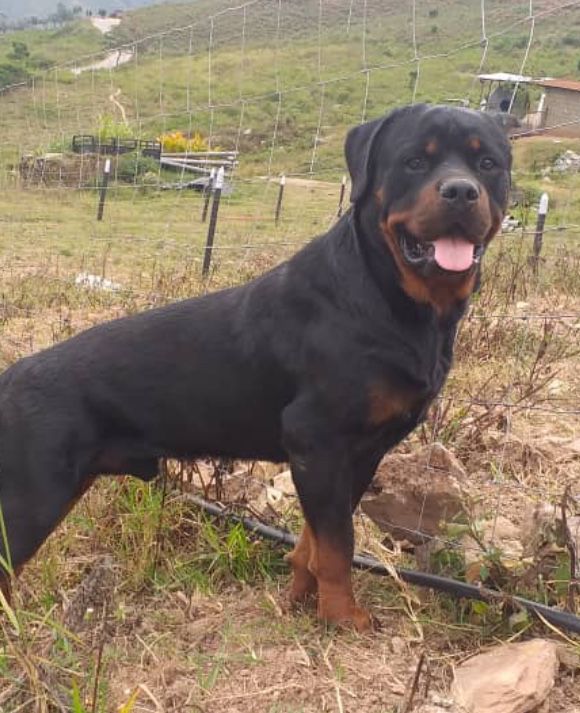 Arthur Vom Burkle pall | Rottweiler 