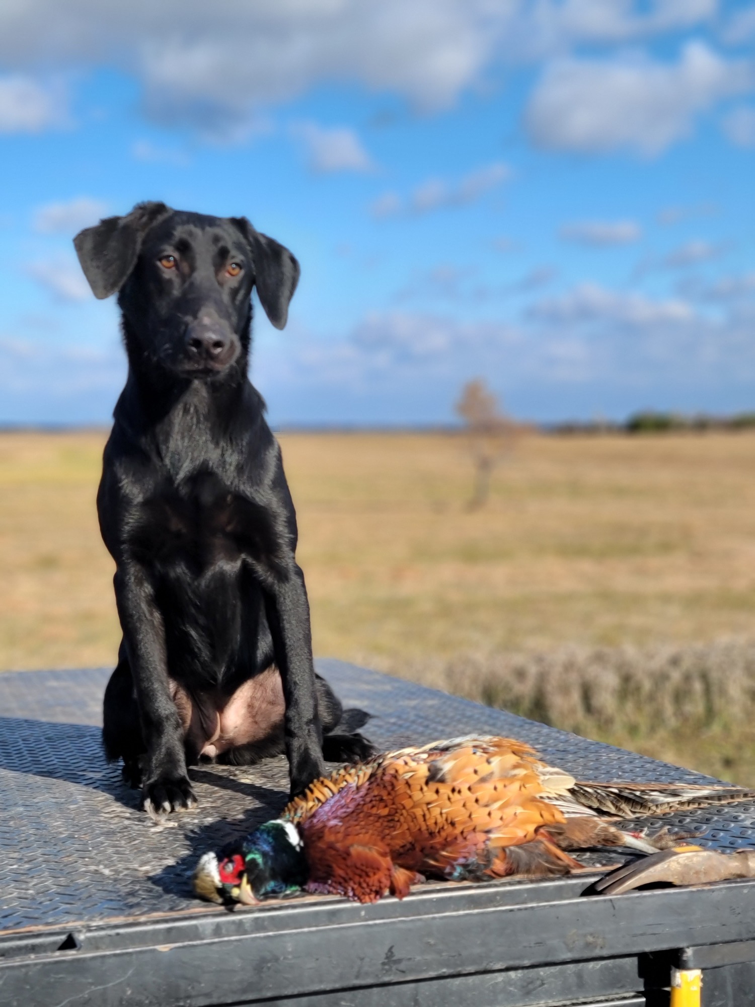 Tatanka Bluffs Mighty Mississippi | Black Labrador Retriver