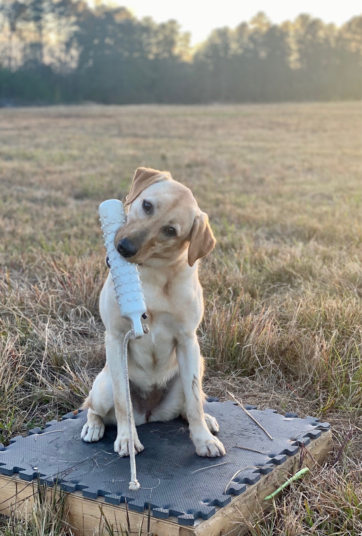 Flynt's Runs Hotter Than A Two Dollar Pistol | Yellow Labrador Retriver