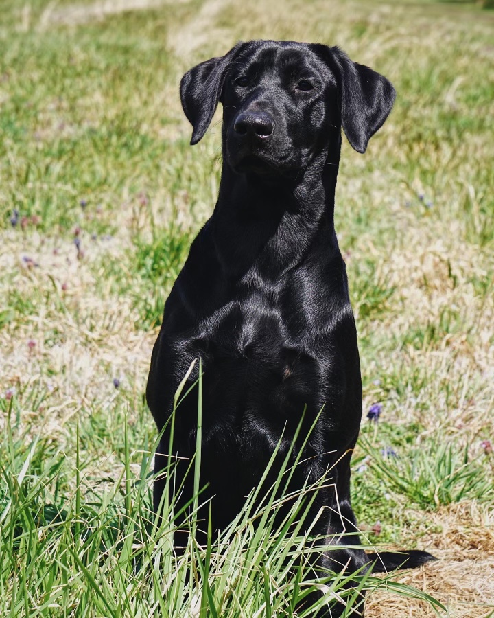 Riverwaters Red Hot Chili Pepper | Black Labrador Retriver