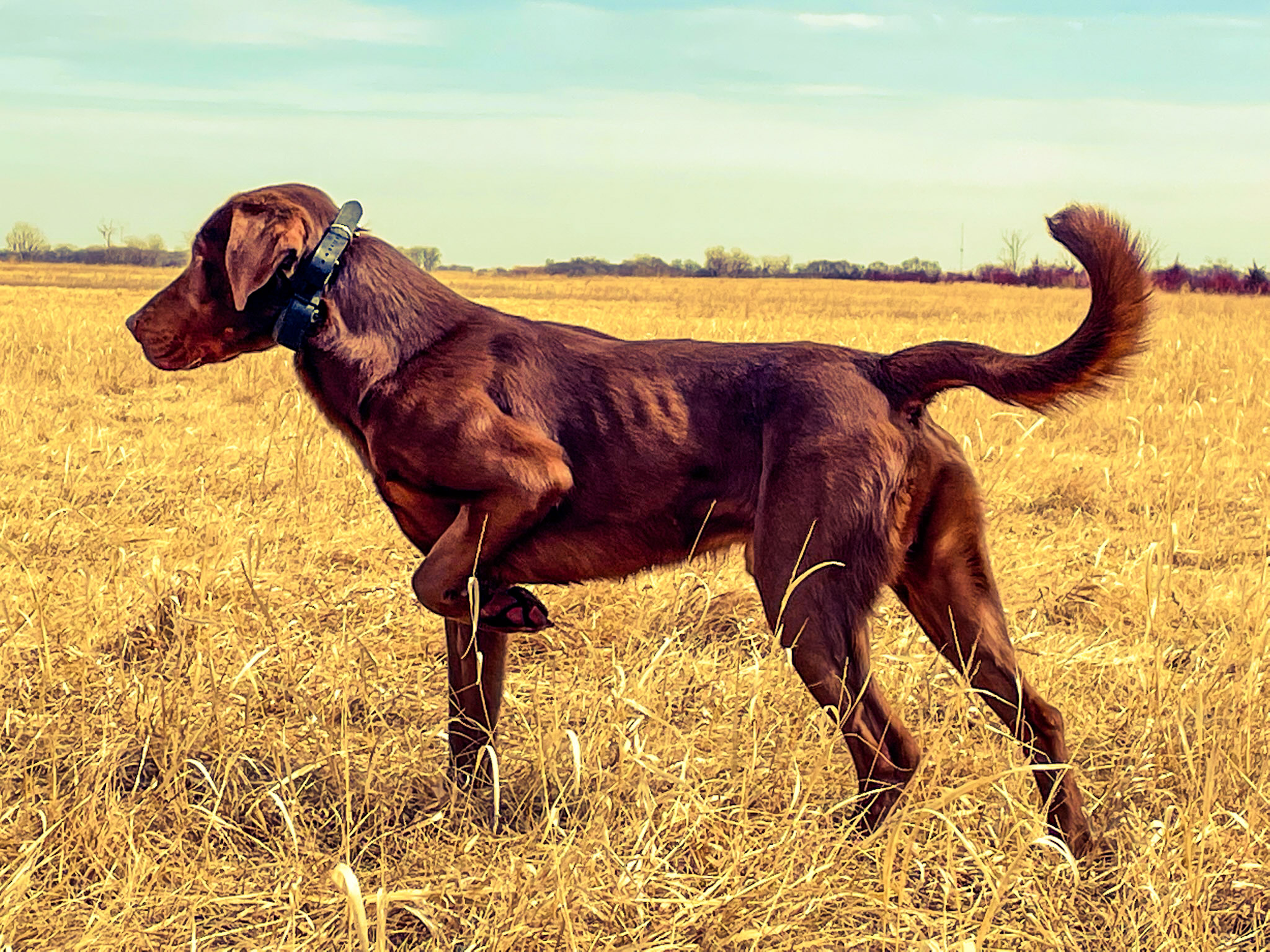 Wolfden's Northstar Special | Chocolate Labrador Retriver