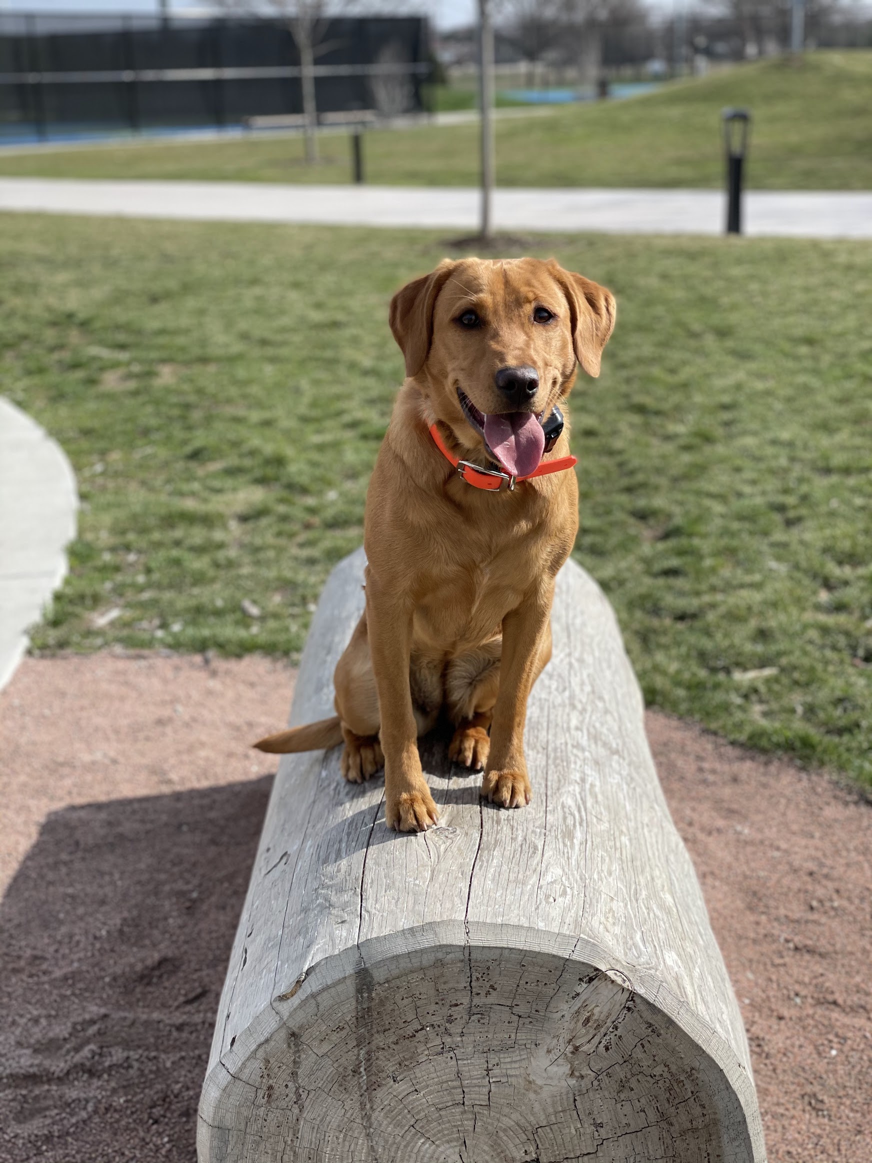 Black Ice’s Nala | Yellow Labrador Retriver