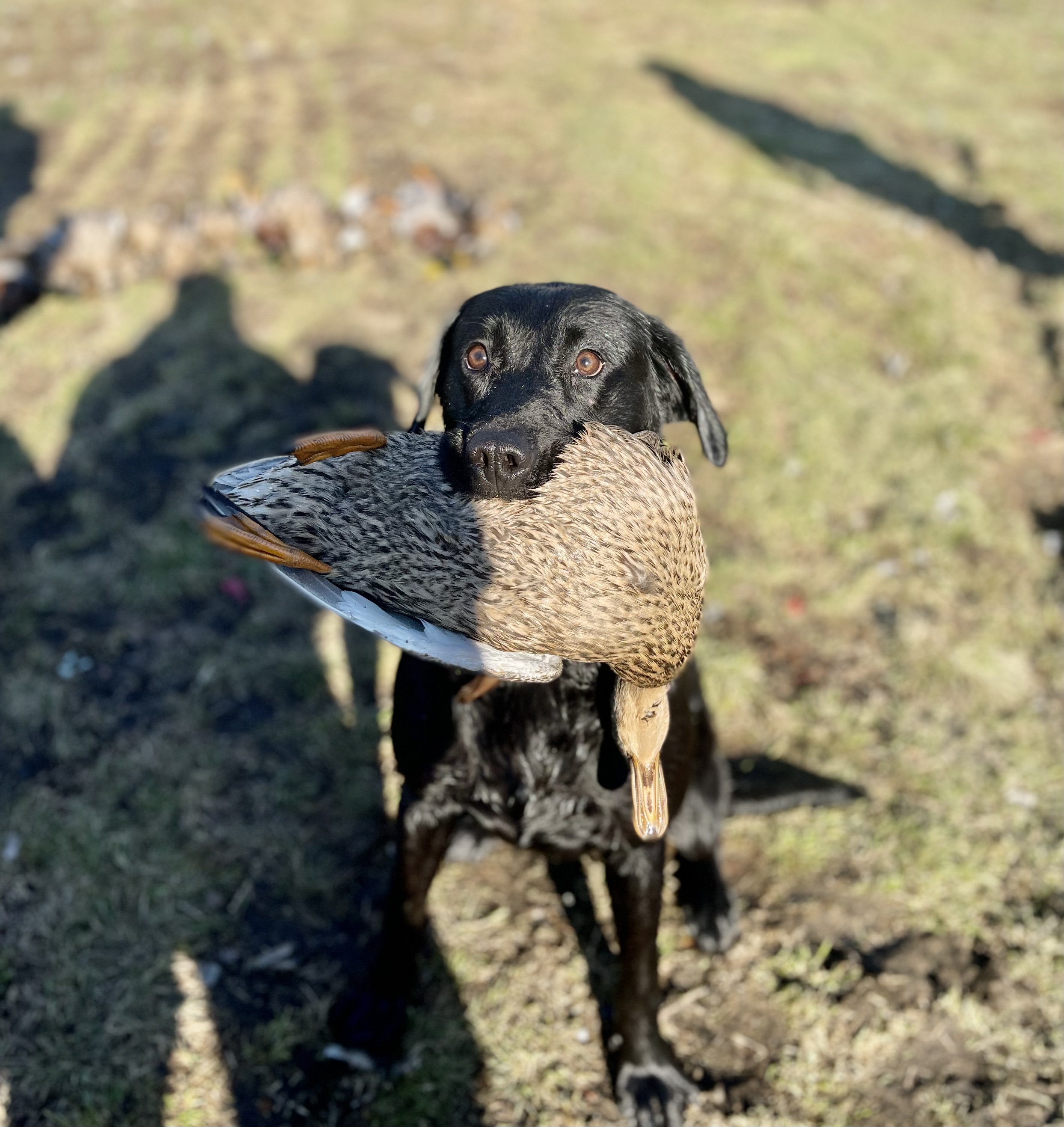 Sok Loose As A Goose Lucy | Black Labrador Retriver