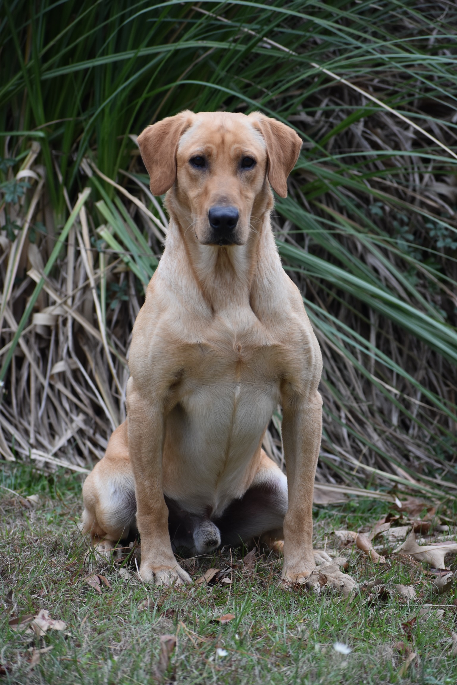 Moccasin Creek’s Texas Rango | Yellow Labrador Retriver