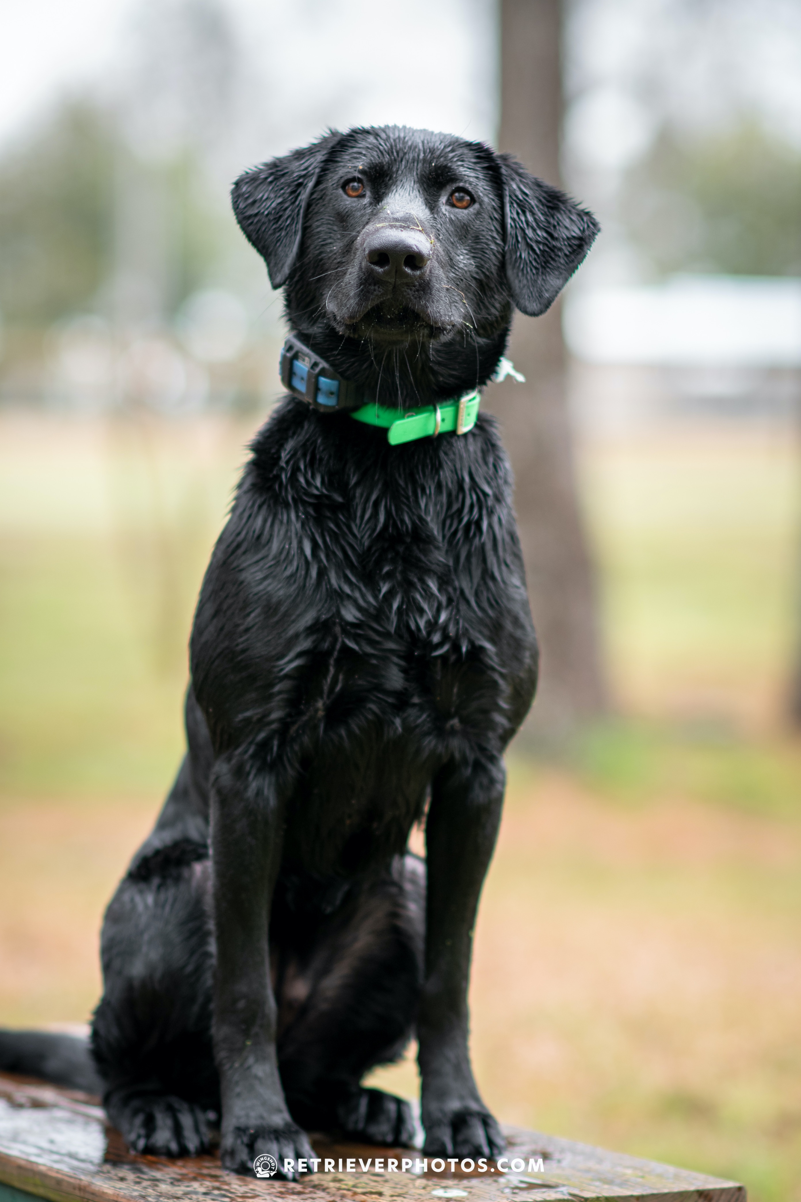 Carolana's Santee Guerrilla | Black Labrador Retriver