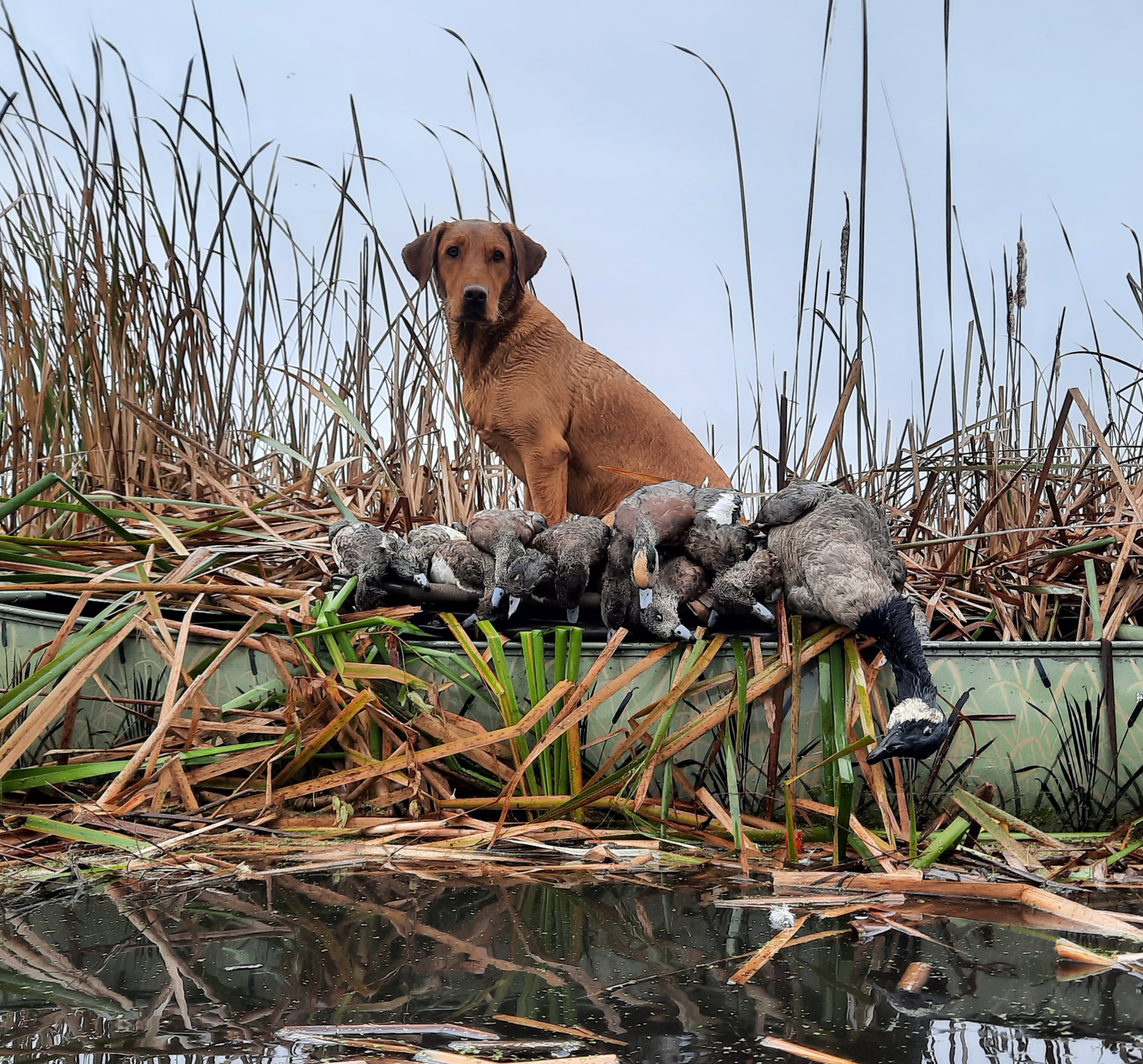 MHR WR HR SR  Remi's Sip Of Sunshine Under October Sky's | Yellow Labrador Retriver