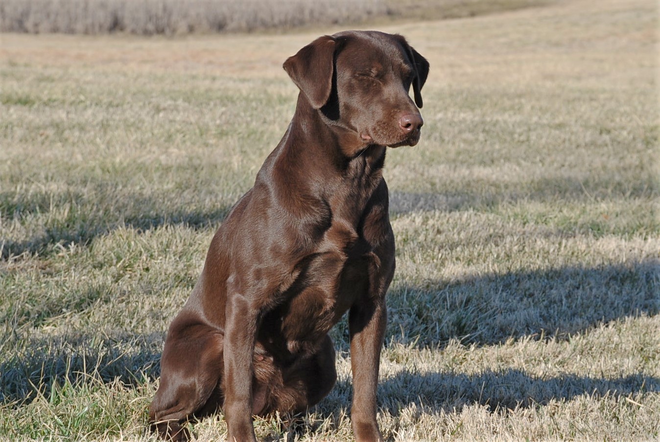 HR Molly Chocolate Chip II | Chocolate Labrador Retriver