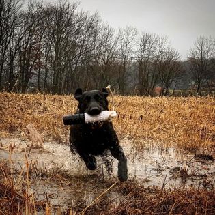 Back-Bear Tumbling-Run Rue's River | Black Labrador Retriver