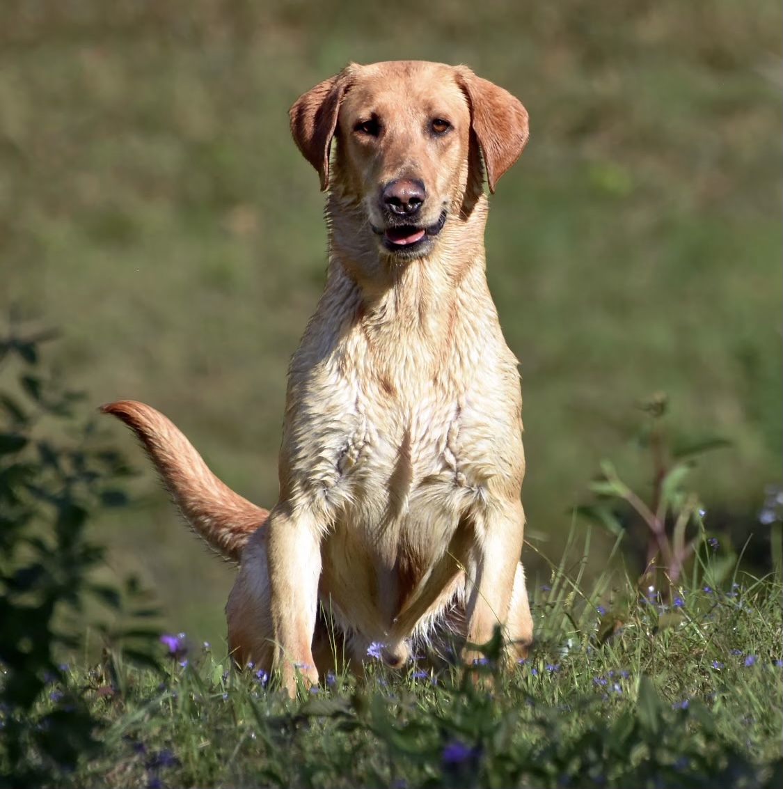 Smurf’s Rougaroux | Yellow Labrador Retriver