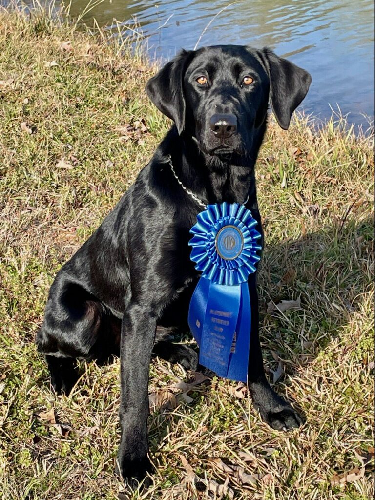 Tanzanian Running Rumble | Black Labrador Retriver