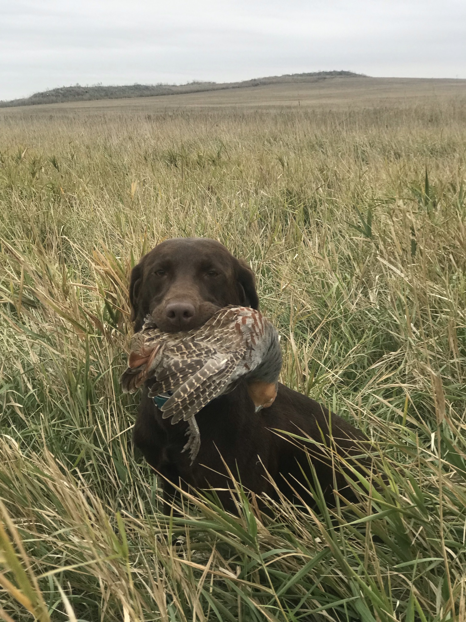 SR Rustic Road’s Sweetest Thing On Stage | Chocolate Labrador Retriver