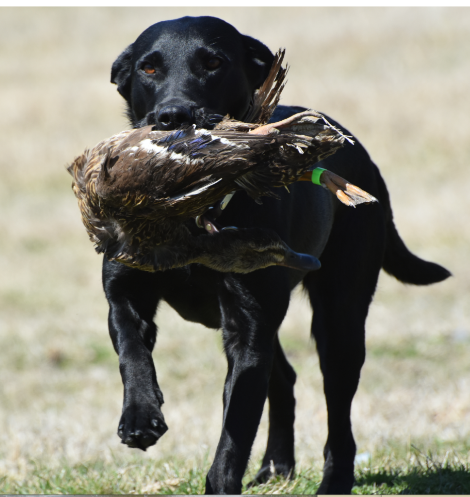 HR Oakhorn Holly Of Altiquin | Black Labrador Retriver