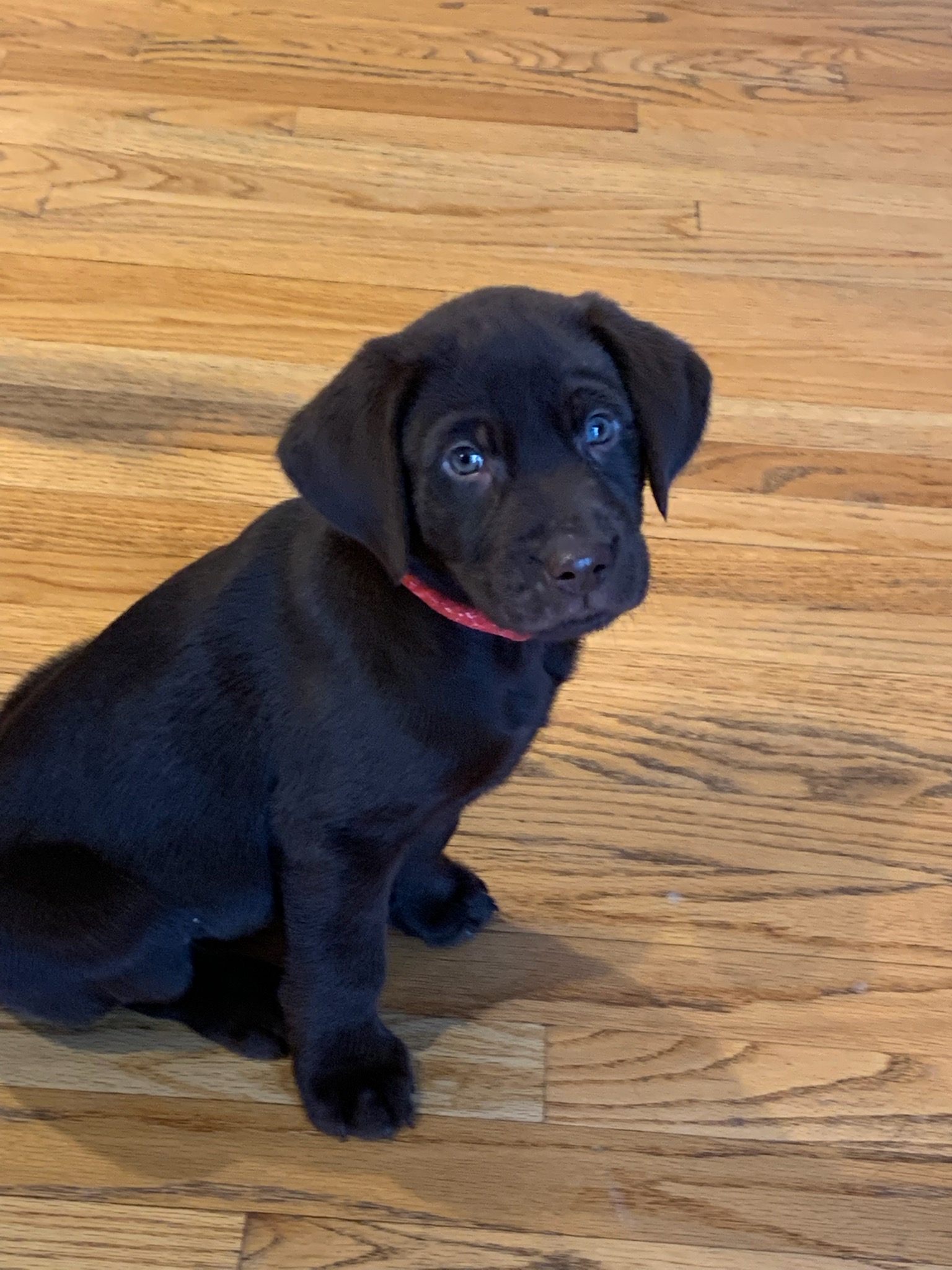 Tick Tok Off The Hook | Chocolate Labrador Retriver