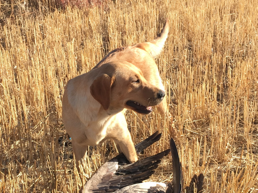 Udonstar's Flash | Yellow Labrador Retriver