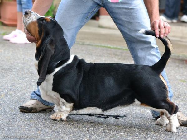 Agnes Dramijos | Basset Hound 