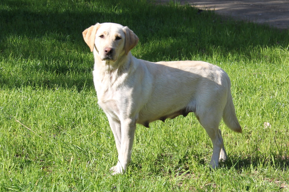 Udonstar's Duck Hunter | Yellow Labrador Retriver