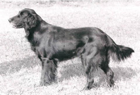 Werrion Redwing of Collyers | Flat-Coated Retriever 