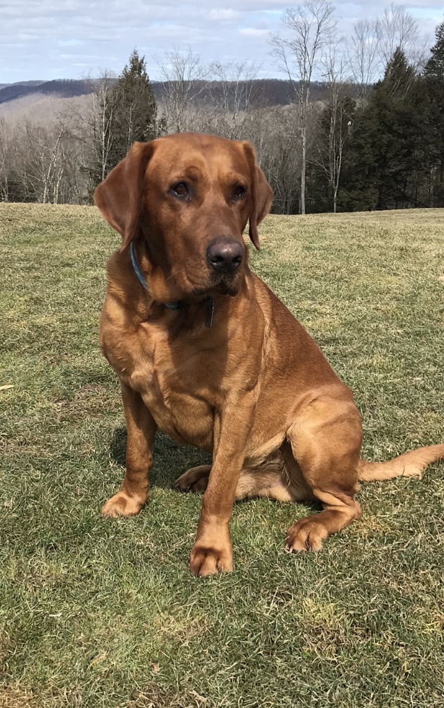 Kona Kai Of Torg's Lab's | Yellow Labrador Retriver