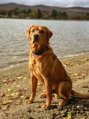 Bentley Brook Retrievers Southern Gentleman CGC | Yellow Labrador Retriver