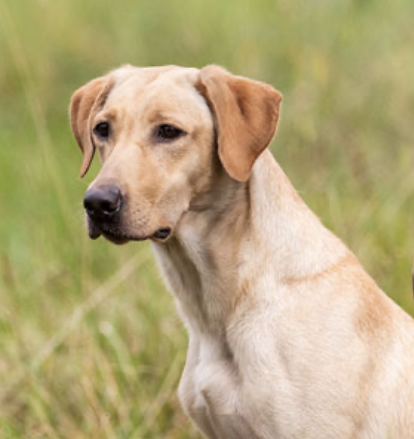 HRCH Running On Octane MH | Yellow Labrador Retriver