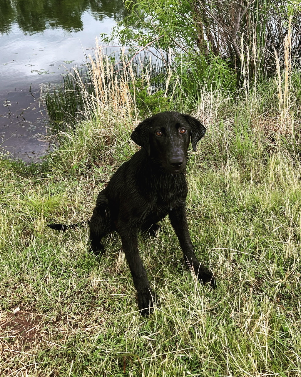 Joanna has been healed by the Physician | Black Labrador Retriver