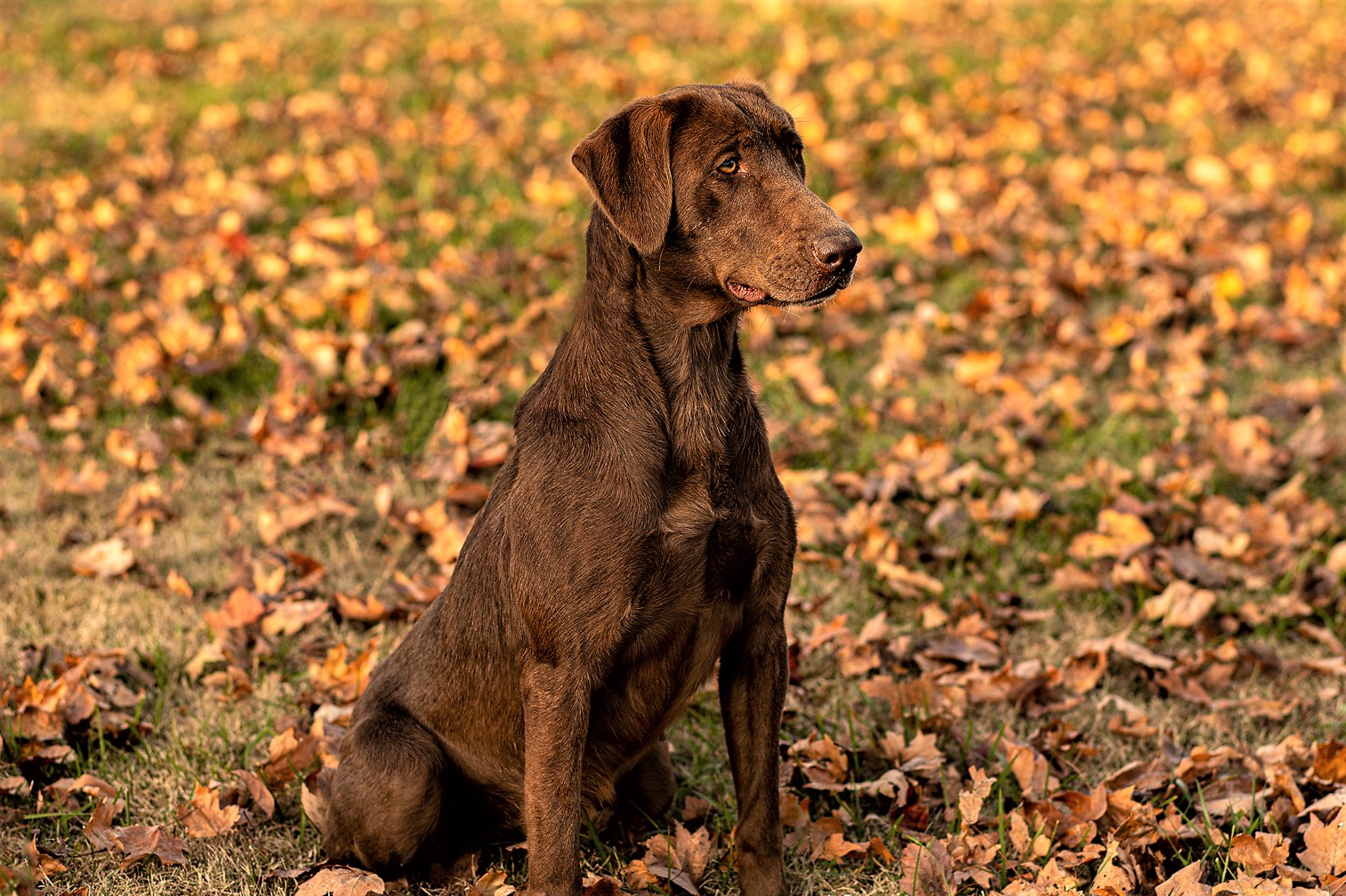 Harness Creek's Little Rascal | Chocolate Labrador Retriver