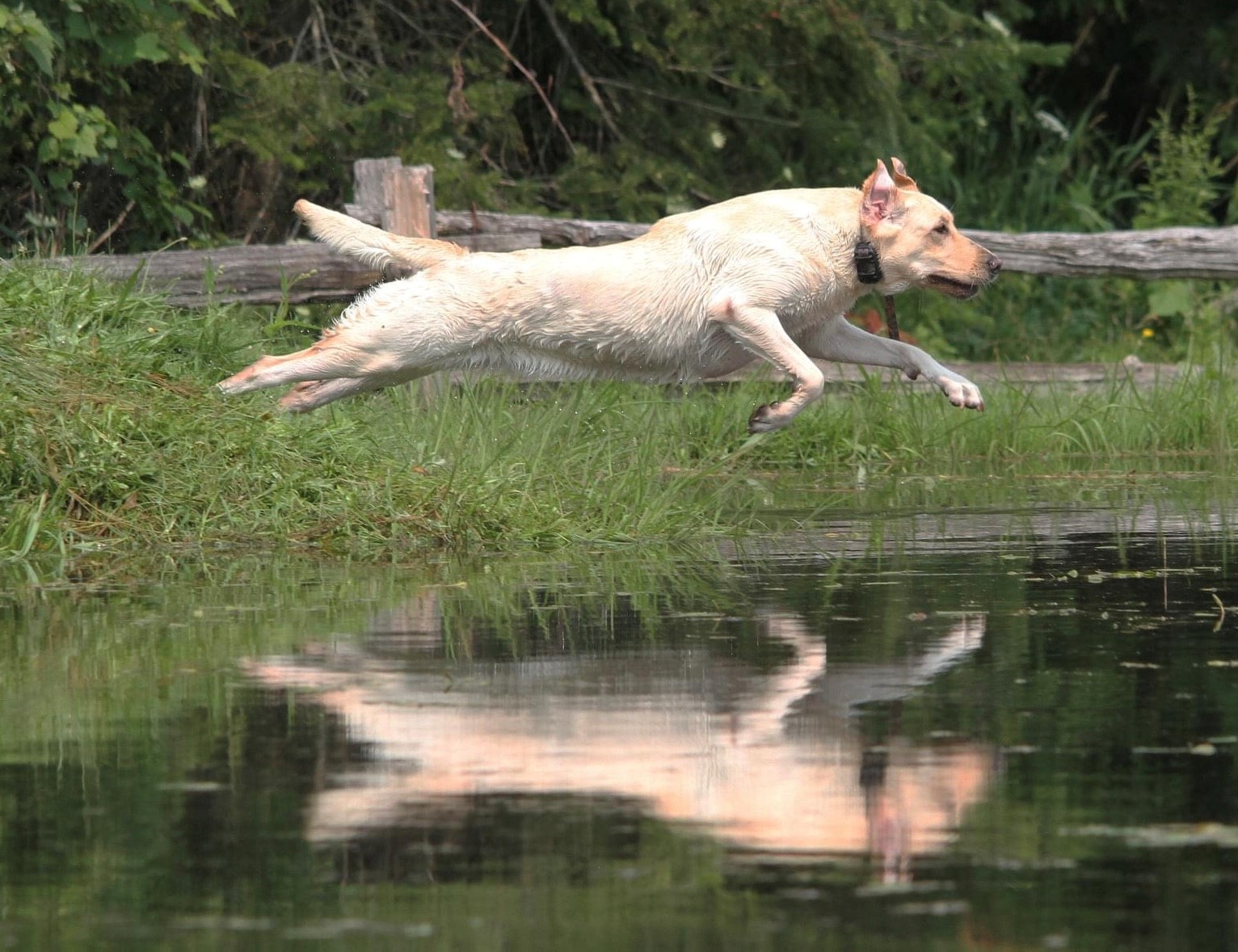 Snappin’ Up Ducks HR | Yellow Labrador Retriver