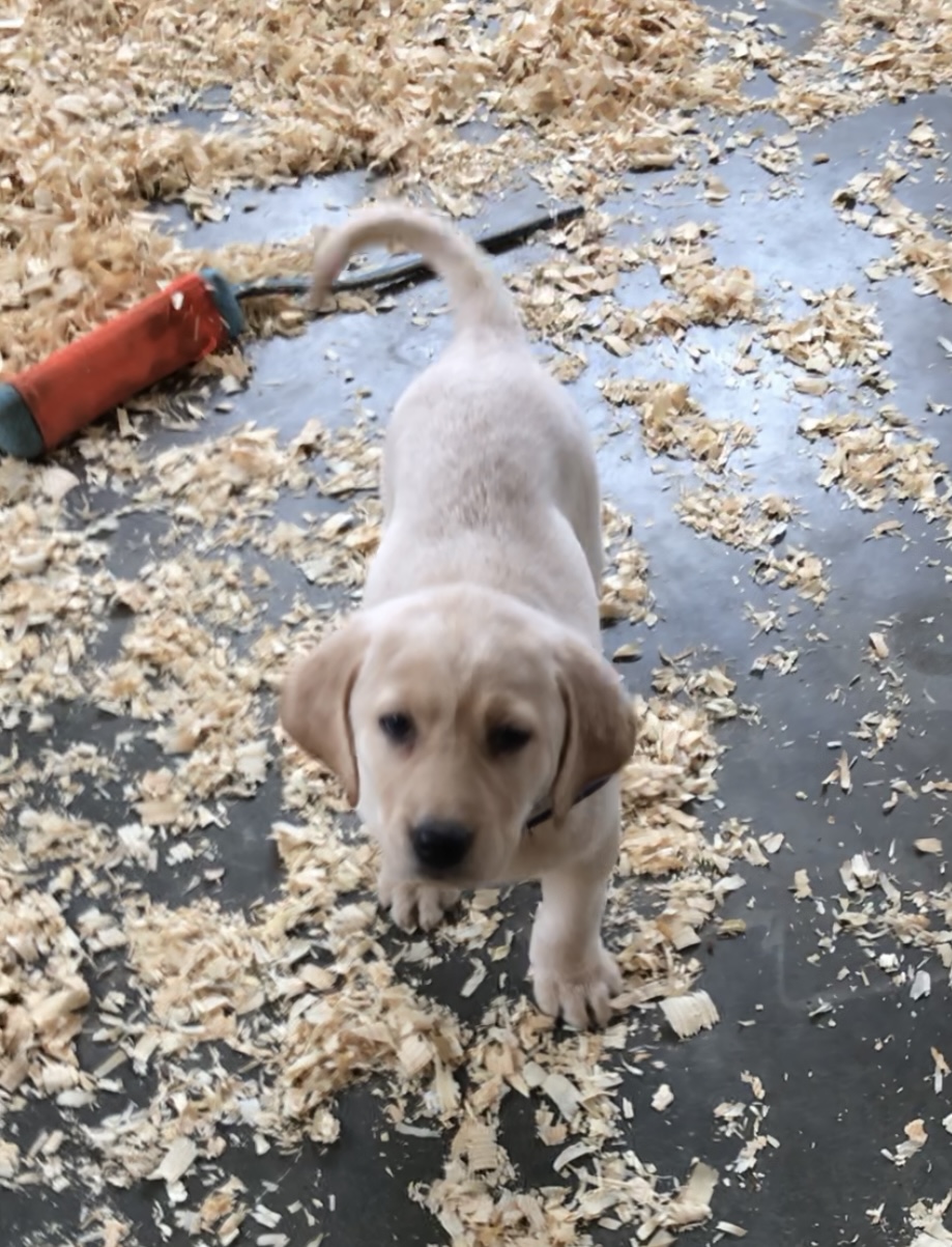 Drury's Dynasty Queen Espree | Yellow Labrador Retriver