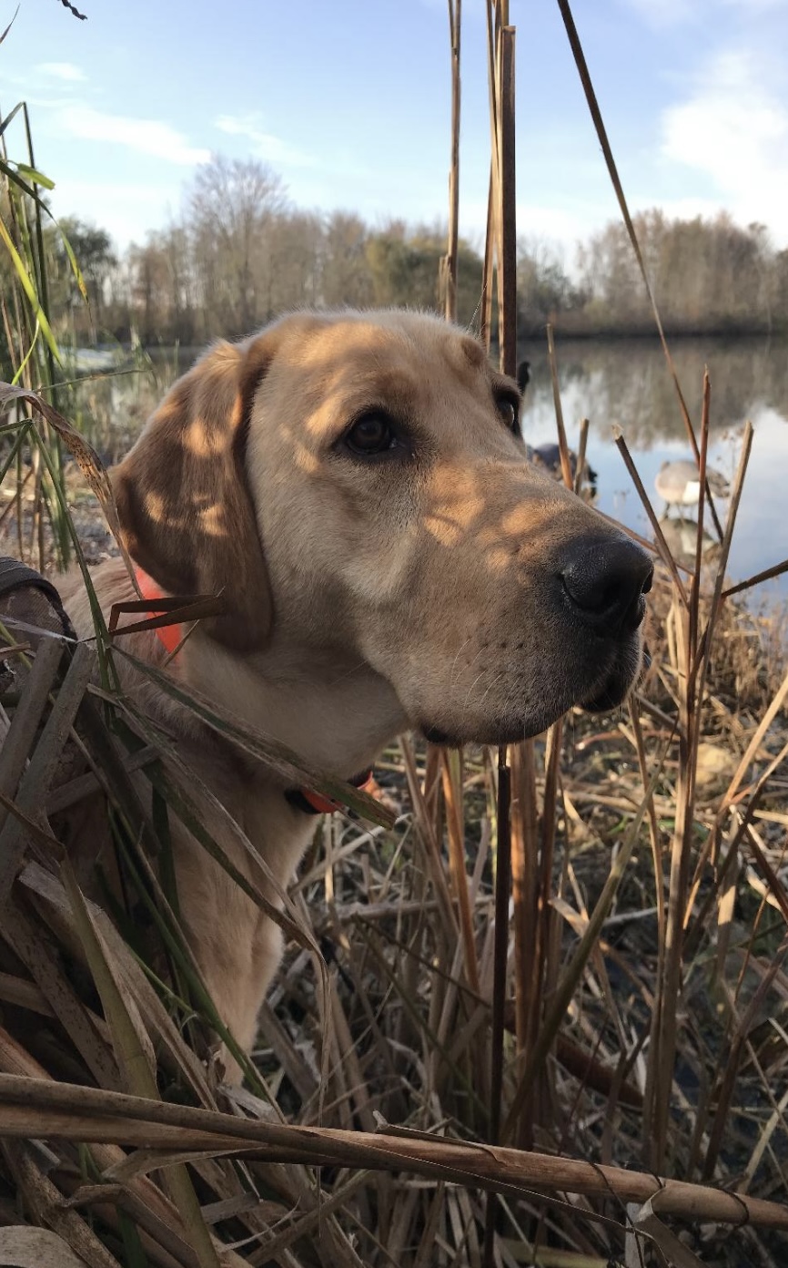 Brinn Waidelichs Going For The Gold | Yellow Labrador Retriver