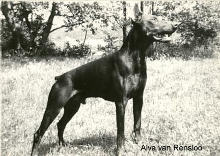 Alva v. Rensloo | Brown Doberman Pinscher