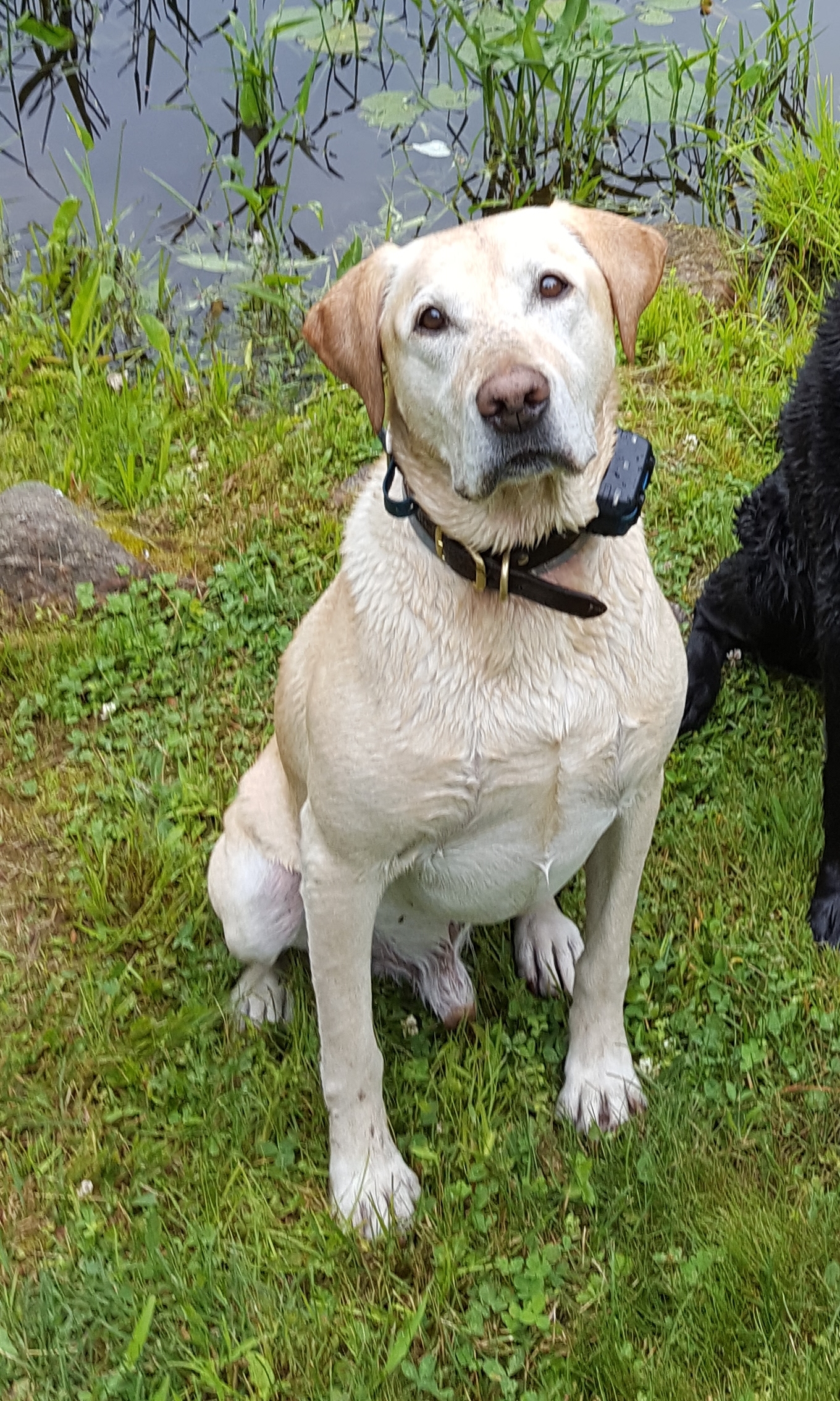 HRCH Light Barley Of Yorkton MH CKC, MH AKC | Yellow Labrador Retriver