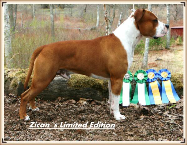 Zican´s Limited Edition | American Staffordshire Terrier 