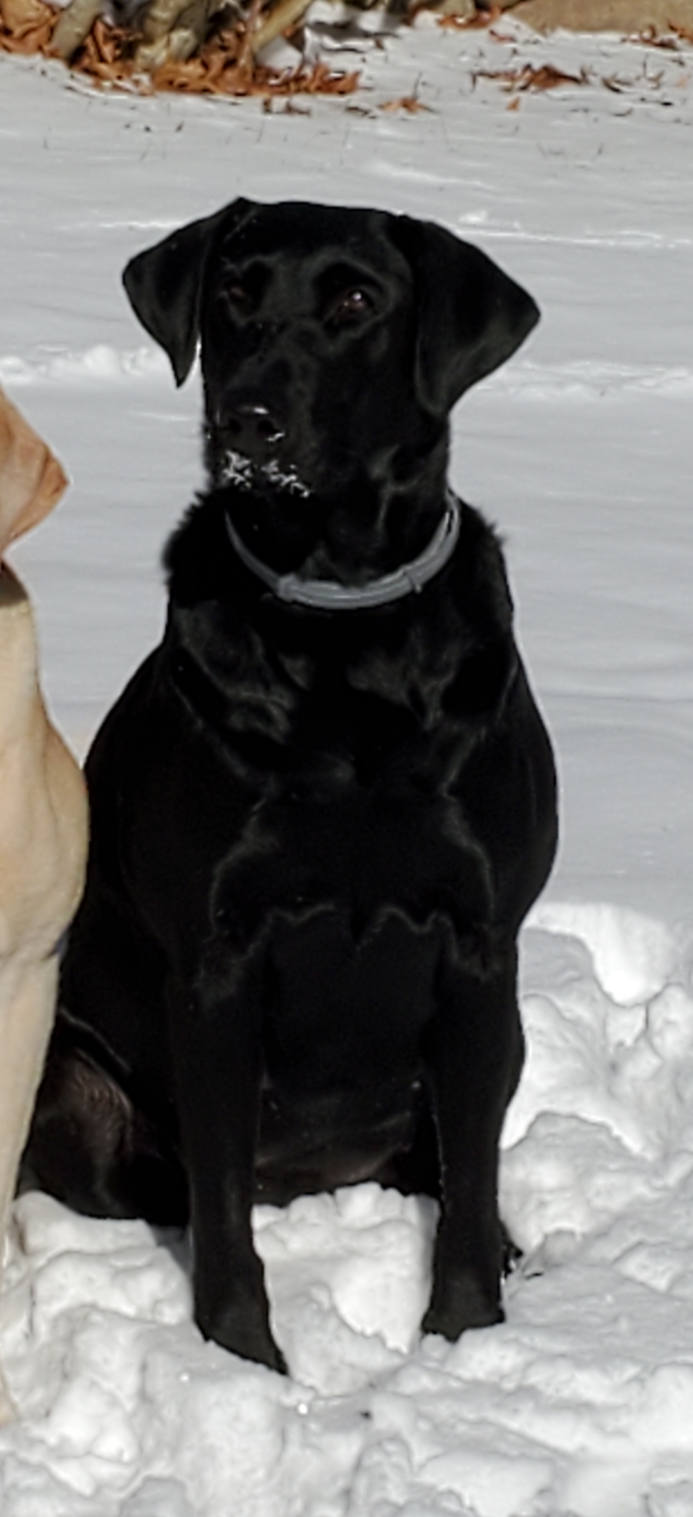 Northbay's Distinctively Different AKC SH | Black Labrador Retriver