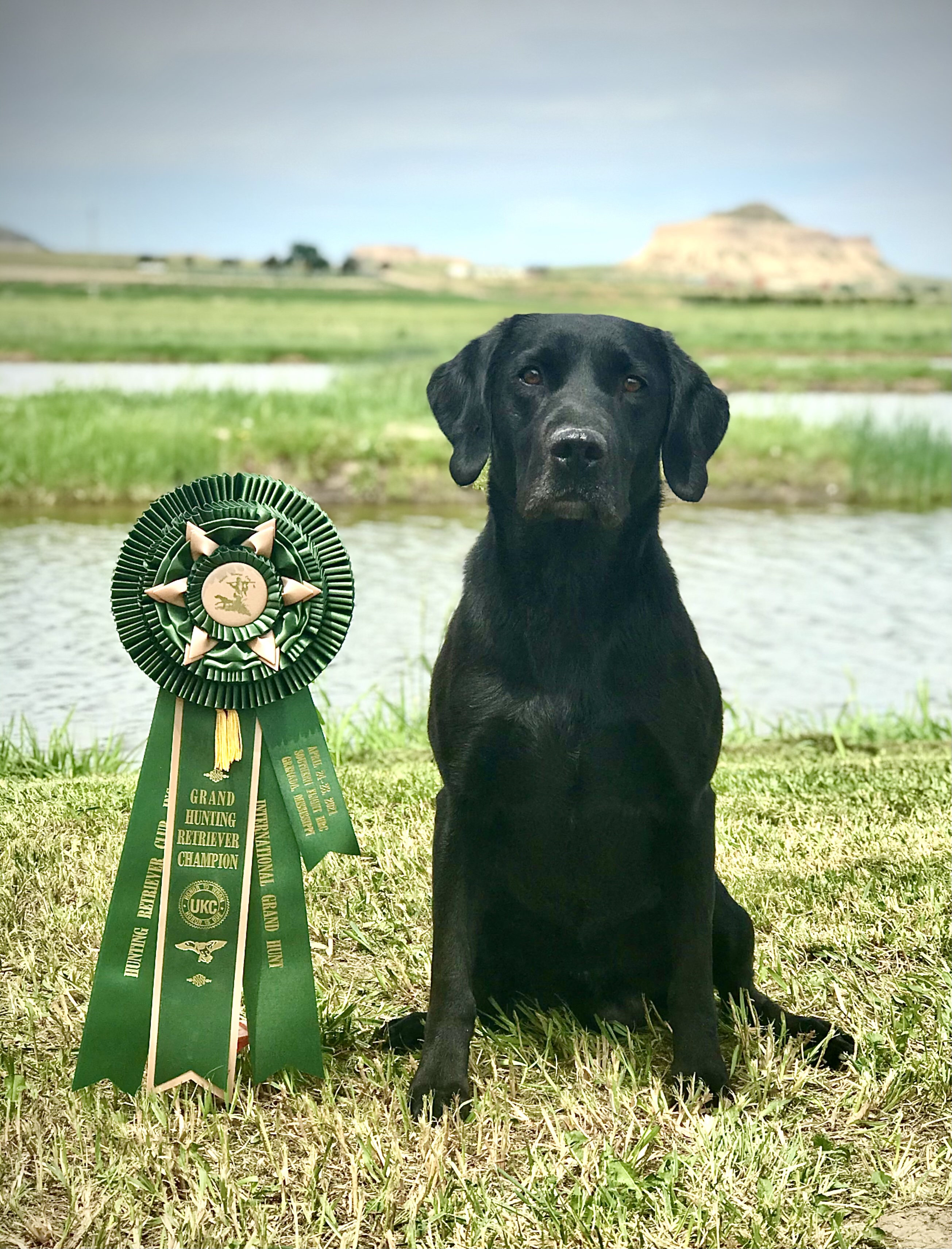 3xGRHRCH  Blue Shadow’s Shake’em Up MH MNR | Black Labrador Retriver