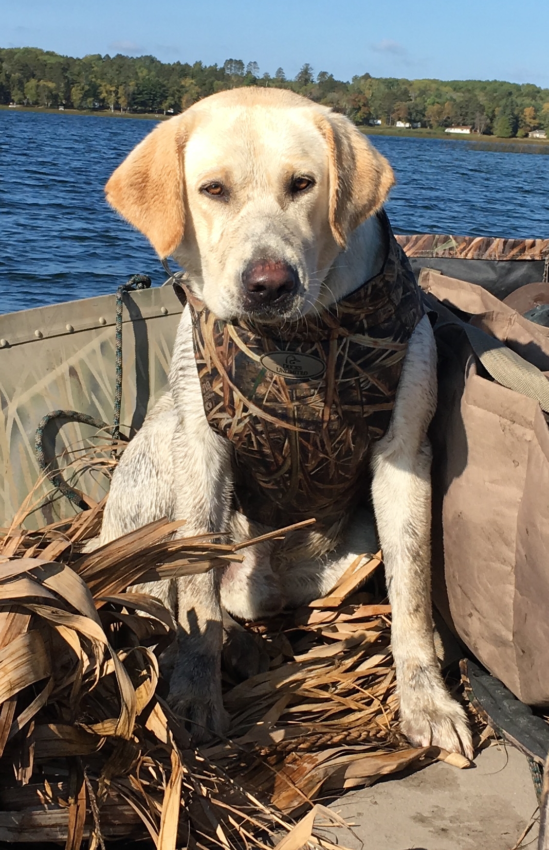 Captain Mossyoak Blackwater | Yellow Labrador Retriver