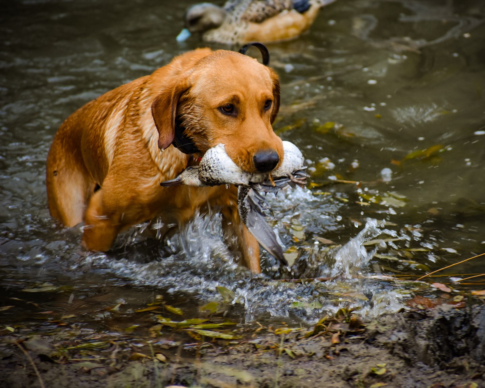 GR AM CH  Battle Born Redrock Ridge JH | Yellow Labrador Retriver