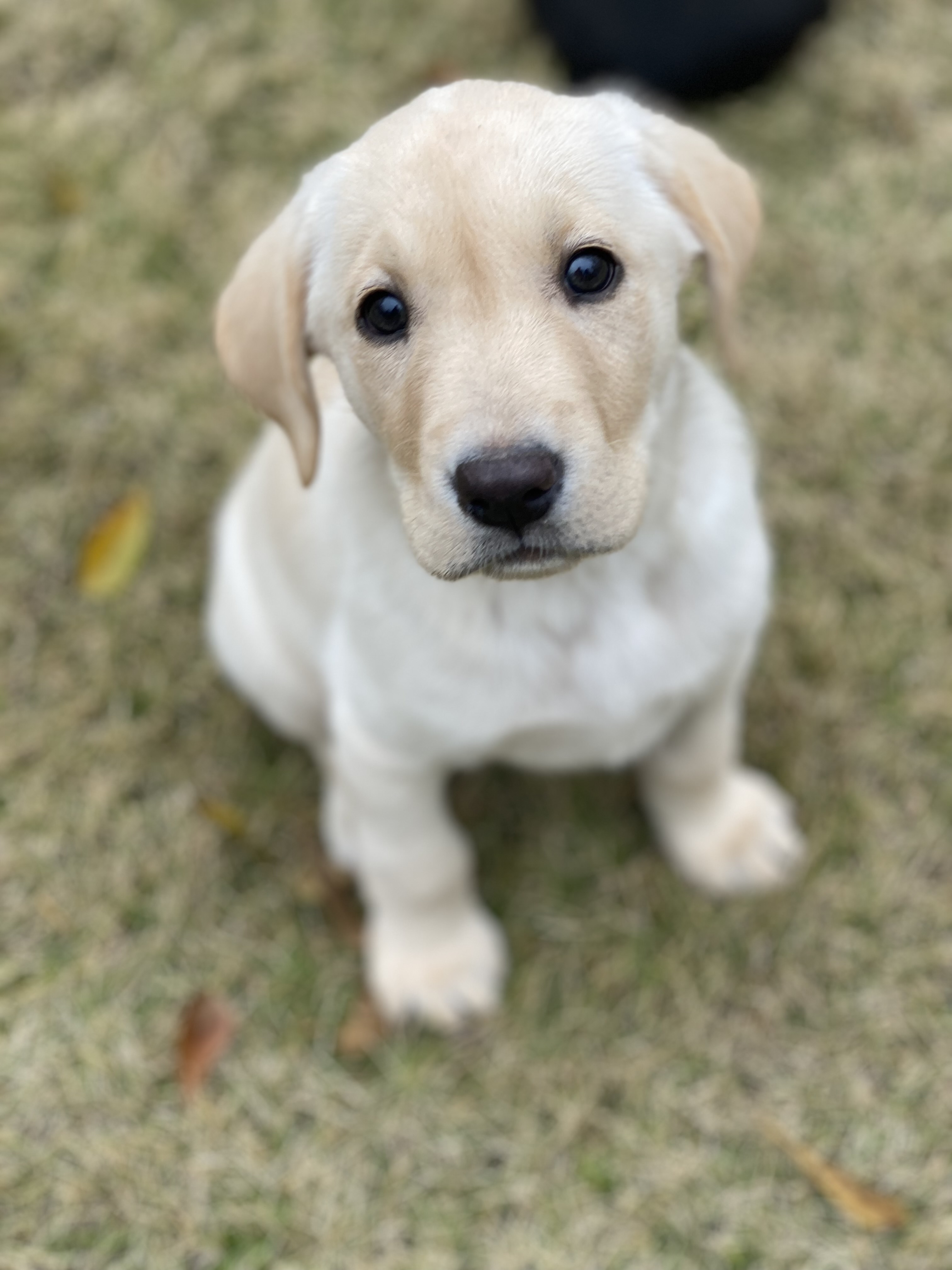 J & B's Rare Blend | Yellow Labrador Retriver