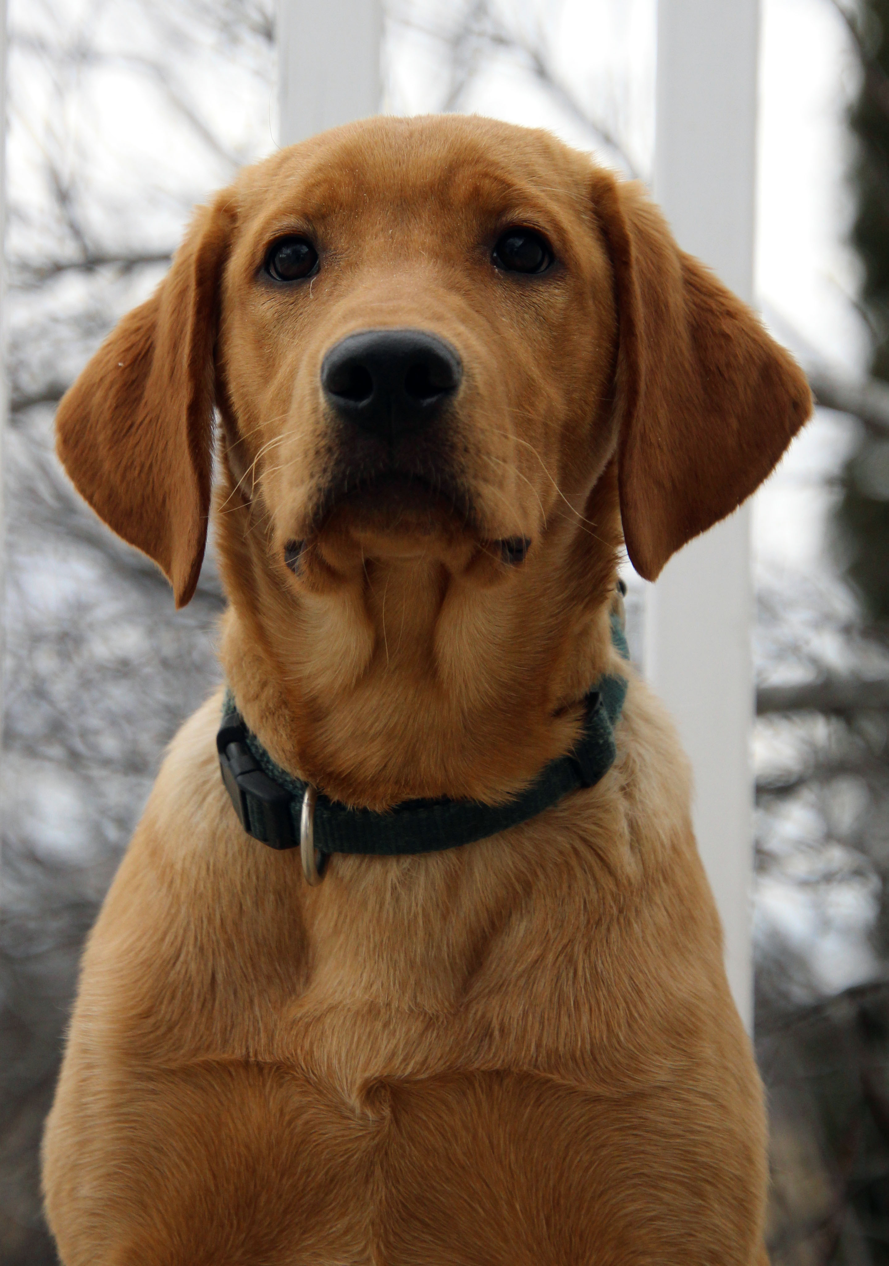 Copperview's Red Thor | UNKN Labrador Retriver