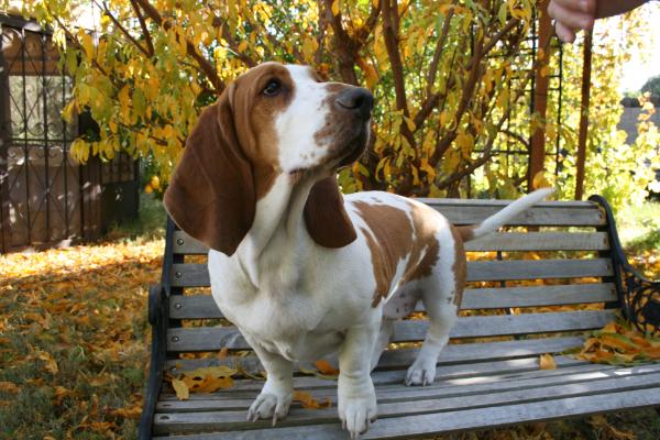 Copper State's Bullseye | Basset Hound 