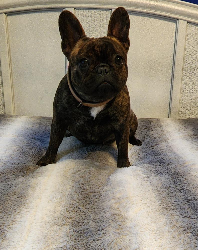 DIZIER GRACE GENE' HOLT | French Bulldog 